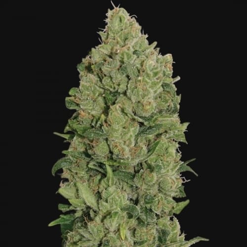Image 2 of Auto NYC Diesel cannabis by Barneys Farm Seeds – Mostly Indica – Auto-Flowering – Large yield – Seed City
