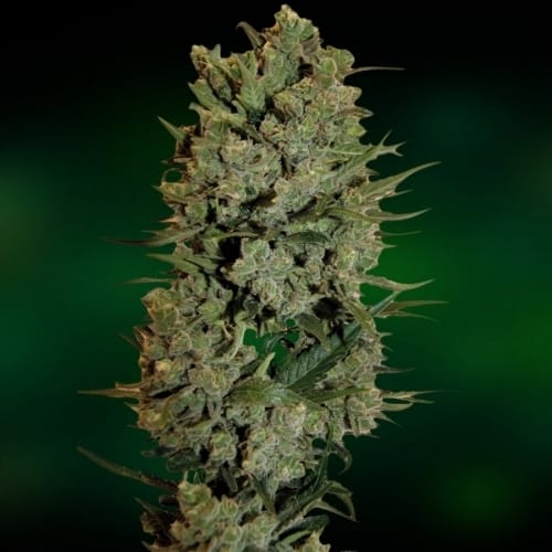 Auto NYC Diesel cannabis seeds – Lemon – Outdoor – Feminized – image 3 from Seed City
