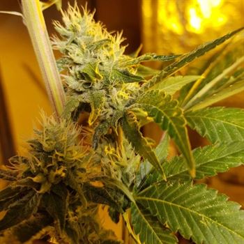 Cheese – Mostly Indica – Indoor – Original Cheese strain – image 4 – from Original Big Buddha Family Farms via Seed City
