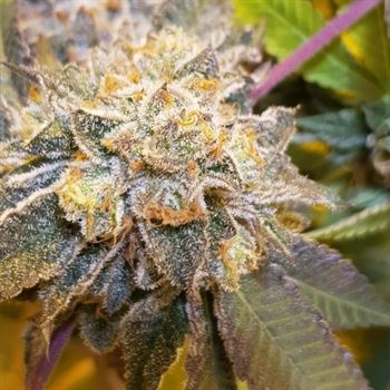 Original Cheese cannabis seeds – Indoor – Mostly Indica – Regular – image 2 from Seed City