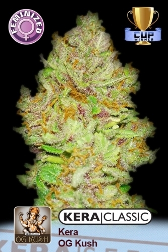 Image 2 of Kera Classic - OG Kush cannabis by Kera Seeds – Relaxing – Female seeds – Citrus – Seed City