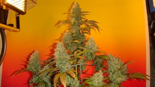 Old Time Bubba Kush cannabis seeds – Indica-heavy – Musky – Greenhouse – image 2 from Seed City