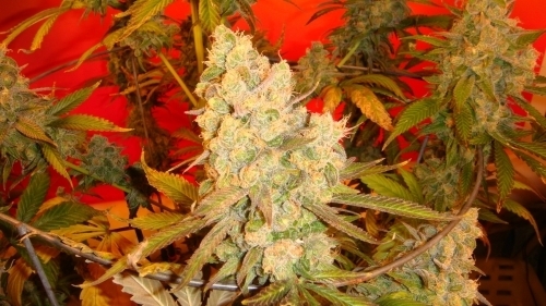 Indica-heavy – Greenhouse – Musky – Old Time Bubba Kush strain – image 3 – from Mosca Seeds via Seed City
