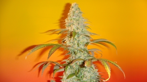 Image 4 of Old Time Bubba Kush cannabis by Mosca Seeds – 12/12 Photoperiod – Greenhouse – Indica-heavy – Seed City