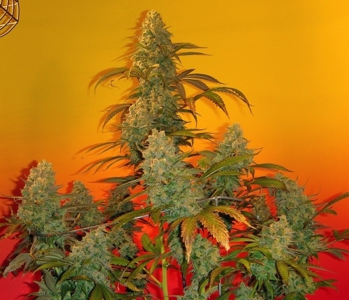 Old Time Bubba Kush cannabis seeds – Regular – Indica-heavy – Musky – image 5 from Seed City