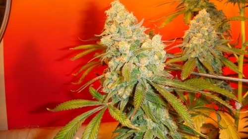 Old Time Bubba Kush by Mosca Seeds – Musky – The End of October – Greenhouse – image 6 – Seed City