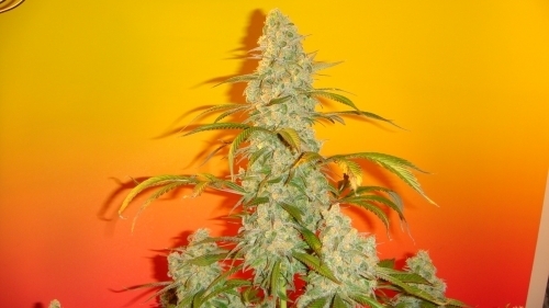 Image 7 of Old Time Bubba Kush cannabis by Mosca Seeds – Musky – Indica-heavy – The End of October – Seed City
