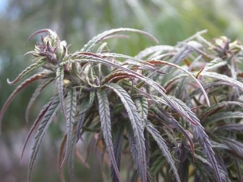 Old Timer's Haze by Ace Seed bank – 12/12 Photoperiod – Outdoor – The End of December – image 2 – Seed City