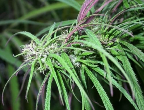 Old Timer's Haze by Ace Seed bank – 12/12 Photoperiod – Incense – Regular – image 3 – Seed City