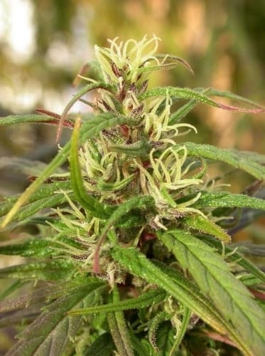 Outdoor – Resistant to Pests – Sativa – Old Timer's Haze strain – image 4 – from Ace Seed bank via Seed City