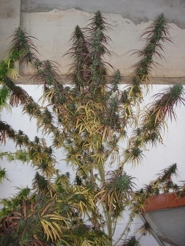 Sativa – The End of December – Outdoor – Old Timer's Haze strain – image 5 – from Ace Seed bank via Seed City