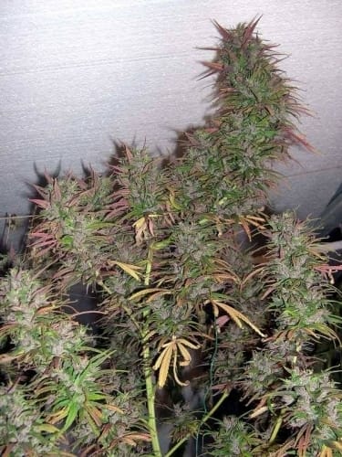 Image 7 of Old Timer's Haze cannabis by Ace Seed bank – Resistant to Pests – Incense – Regular – Seed City