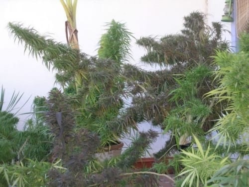 Resistant to Pests – Outdoor – Regular – Old Timer's Haze strain – image 8 – from Ace Seed bank via Seed City