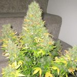 Onyx from Short Stuff Seeds