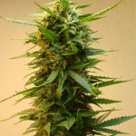 showing Regular – Auto-Flowering – Outdoor cultivation – image 2 – Seed City