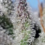 Orange Apricot Glue XL Auto cannabis seeds – Short (up to 80cm) – Indica-heavy – Auto-Flowering – image 2 from Seed City