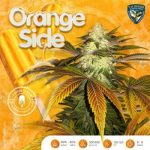 Orangesicle by TH Seeds – Feminized – Mostly Sativa – Sweet – image 2 – Seed City