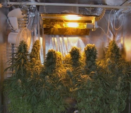 Mostly Sativa – Floral – Beginning of October – Orient Express strain – image 2 – from Ace Seed bank via Seed City