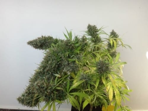 Orient Express from Ace Seed bank