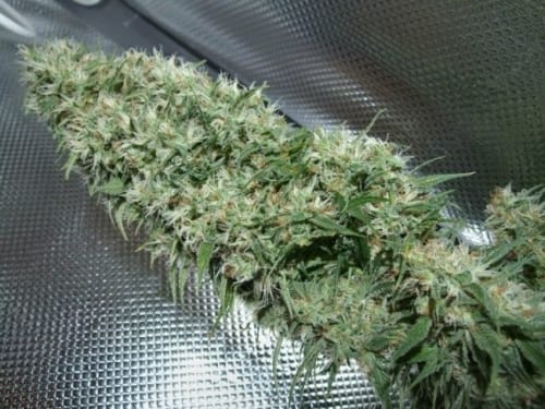 Orient Express cannabis seeds – Beginning of October – 12/12 Photoperiod – Mostly Sativa – image 4 from Seed City