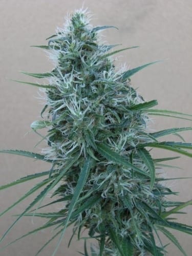 Orient Express by Ace Seed bank – Mostly Sativa – Resistant to High Temperature – Floral – image 5 – Seed City