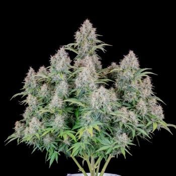 Original Cinderella Auto by FastBuds – Feminized – Outdoor cultivation – Uplifting – image 4 – Seed City