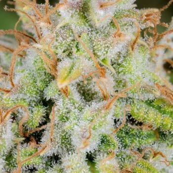 showing Uplifting – Auto-Flowering – Sativa-leaning – image 5 – Seed City