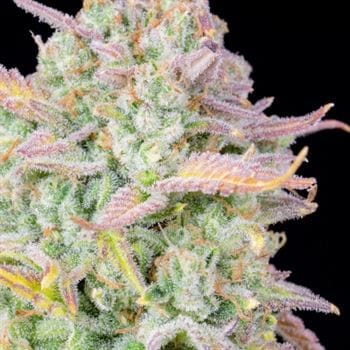 Original Trainwreck Auto by FastBuds – Lemon – Auto-Flowering – Outdoor cultivation – image 2 – Seed City
