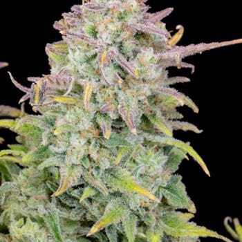 showing Relaxing – Outdoor cultivation – Auto-Flowering – image 3 – Seed City