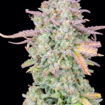 Original Trainwreck Auto by FastBuds – Mostly Sativa – Auto-Flowering – Guaranteed female plants – image 4 – Seed City