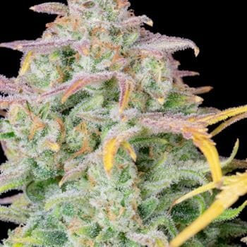 showing Mostly Sativa – Auto-Flowering – Super Strength – image 5 – Seed City