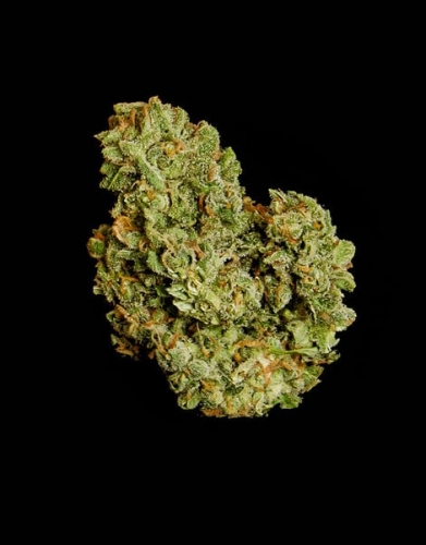 Orion F1 Auto by Royal Queen Seeds – Piney – Indica-heavy – Auto-Flowering – image 2 – Seed City