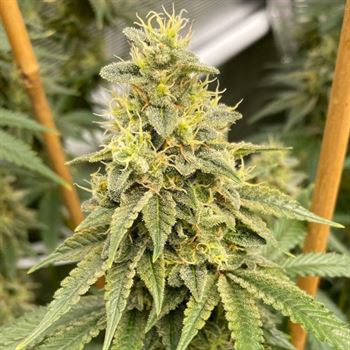Image 2 of OS Glue cannabis by Old School Genetics – Indica-heavy – 12/12 Photoperiod – Outdoor – Seed City