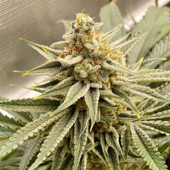 OS Glue from Old School Genetics