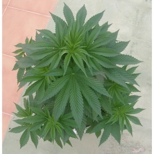 showing Guaranteed female plants – Appetite Stimulant – Outdoor – image 2 – Seed City