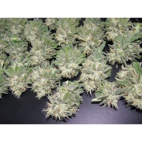 The End of September – Outdoor – 12/12 Photoperiod – Painkiller strain – image 3 – from Dr Underground via Seed City