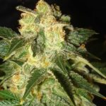 Pakistan Ryder cannabis seeds – Indica-heavy – Greenhouse – Auto-Flowering – image 2 from Seed City