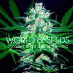 Pakistan Valley cannabis seeds – Middle of October – Indoor – Indica – image 2 from Seed City