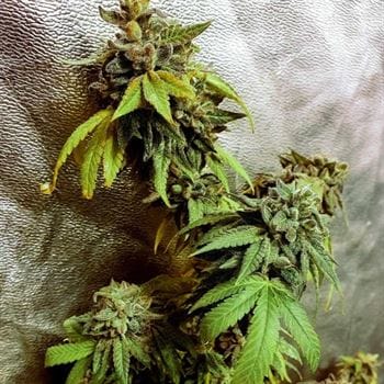 Pancakes N Ice-Cream by Holy Smoke Seeds – 12/12 Photoperiod – Regular – Sweet – image 2 – Seed City