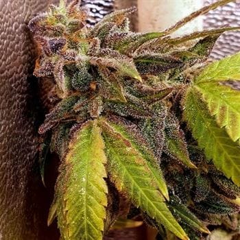 Pancakes N Ice-Cream by Holy Smoke Seeds – 12/12 Photoperiod – Sweet – Outdoor cultivation – image 3 – Seed City
