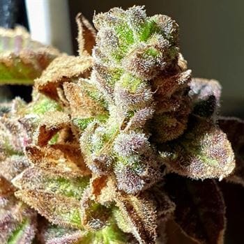 Pancakes N Ice-Cream cannabis seeds – 12/12 Photoperiod – Outdoor cultivation – Sweet – image 4 from Seed City