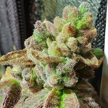 Pancakes N Ice-Cream by Holy Smoke Seeds – Outdoor cultivation – 12/12 Photoperiod – Regular – image 5 – Seed City