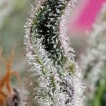 Papaya Zoap Auto from Sweet Seeds