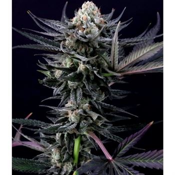 Caramba by Paradise Seeds – Large yield – Indica Dominant – Suited for indoor growing – image 2 – Seed City