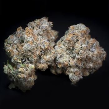 Caramba cannabis seeds – Uplifting – Large yield – Orange – image 3 from Seed City