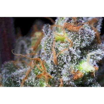 Caramba cannabis seeds – Orange – 12/12 Photoperiod – Large yield – image 4 from Seed City