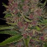 Image 2 of Peace Train cannabis by Subcools The Dank – Lemon – 12/12 Photoperiod – Regular – Seed City