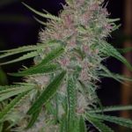Image 3 of Peace Train cannabis by Subcools The Dank – Regular – 50% Indica/50% Sativa – 12/12 Photoperiod – Seed City