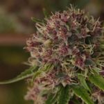 Regular – Indoor-friendly – Lemon – Peace Train strain – image 4 – from Subcools The Dank via Seed City