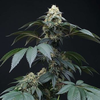 Peach Lassi cannabis seeds – Gassy – Body Stone – 12/12 Photoperiod – image 2 from Seed City